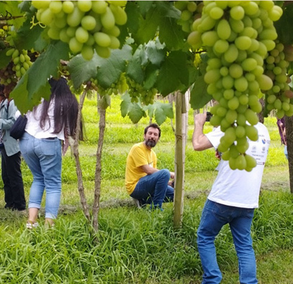 Vinhedos Divina Essência