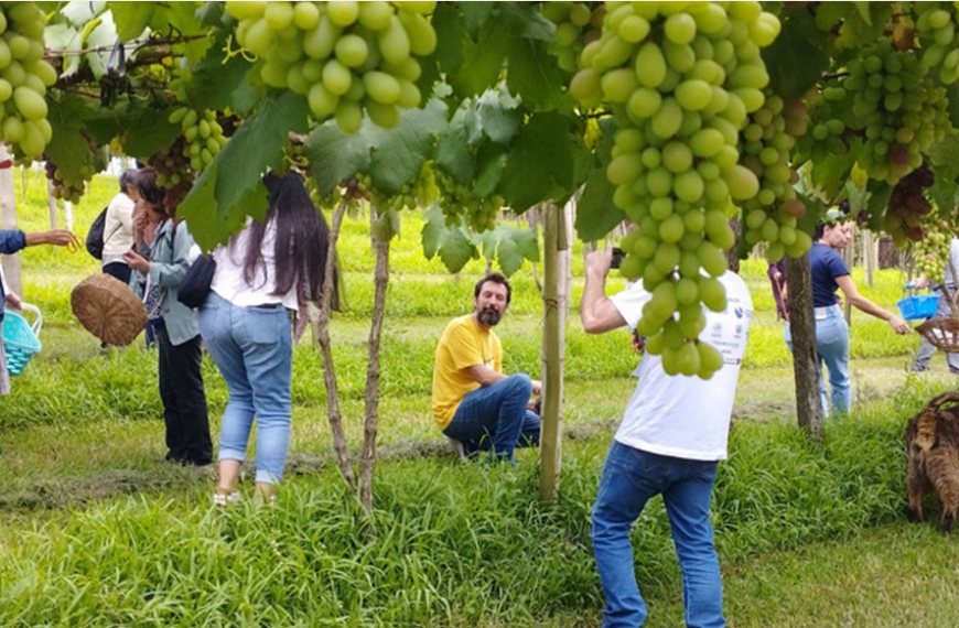Vinhedos Divina Essência